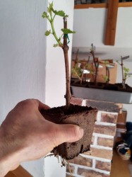 sadenička Lívie, na peci sa jej páči :)