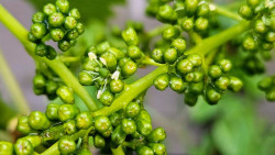 aladin prve kvety small.jpg