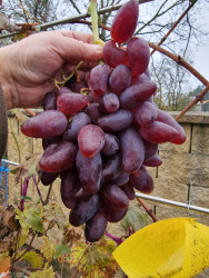 20251115_Dubovskyj Ružovyj.jpg